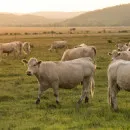 В Югре продолжается работа по профилактике вируса лейкоза у коров