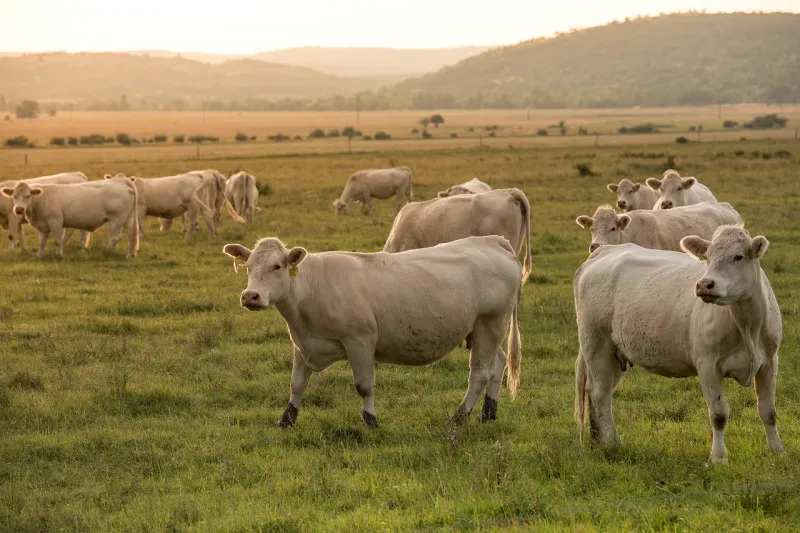 В Югре продолжается работа по профилактике вируса лейкоза у коров 